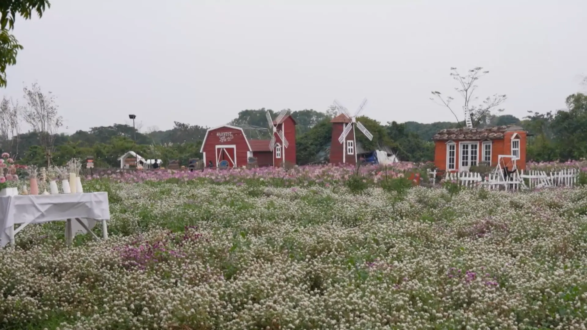 Đắm mình giữa thảo nguyên hoa Long Biên | Hà Nội đến để yêu | 02/01/2026